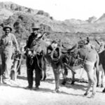 Prospectors and their burros in the Oatman area adjusted to 500